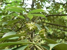  Frukt av en badian på ett träd