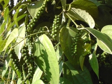  Μαύρο πιπέρι - άπαχο φρούτο