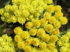  Τσιμίνα λουλούδια