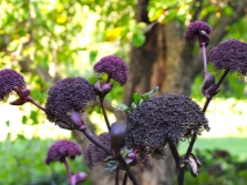  angelica div