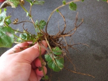  Mga kapaki-pakinabang na gravilate roots