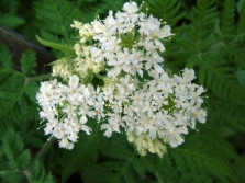  Blooming chervil