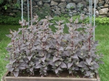  Cultiver du quinoa dans le jardin