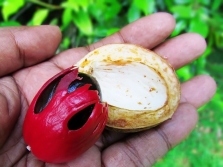  Nutmeg di India sebagai Rempah
