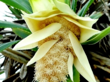  Pandanus flower