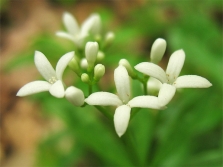  Bedstraw Utara dengan bunga putih