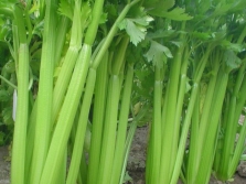  Celer stonky