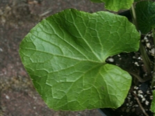  Wasabi plante blader