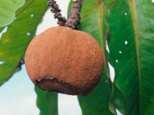  Plod brazilskog oraha