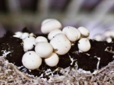  Những chồi đầu tiên của champignons được trồng trên giường trong vườn