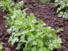  Young coriander