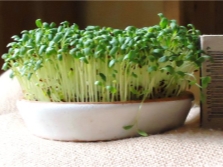  Cress Sowing campaign