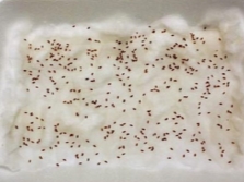  La germination des graines de cresson