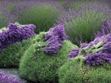  Pengeringan lavender di ladang