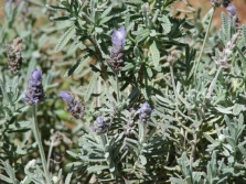  Gear lavender