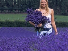  Mengumpul lavender