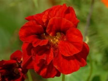  Nasturtium flower