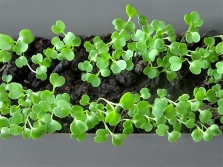  Arugula seedlings