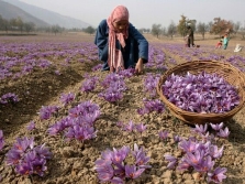  Picking saffron