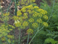  Dill blomster