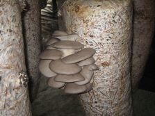  Dayami para sa lumalaking mushroom ng talaba
