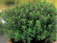  Thyme Thyme variety
