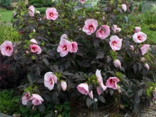  Buisson d'hibiscus