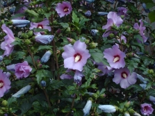  Hibiscus syrien