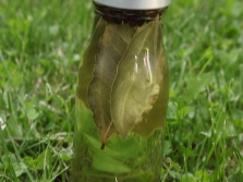  Krydret vegetabilsk olje med løvblad