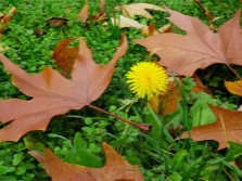  Autumn dandelion