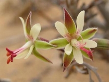  Pelargoniumkritmifolium