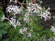  Pelargonium carnosum