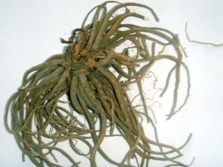  Valerian root