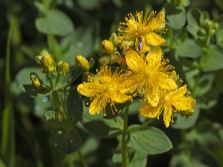  Hypericum spotted