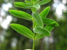 Hypericum lišće