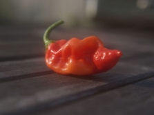  Chile pepper datert