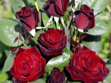  Giống hoa hồng Barcarole