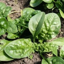  Umalis ang spinach