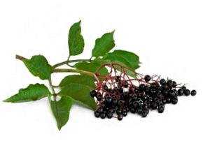  Elderberry svart