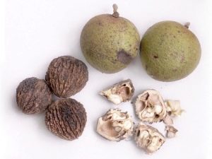  Čerstvý černý ořech