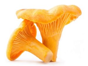  Liščí houby
