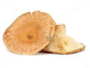  Volushki houby