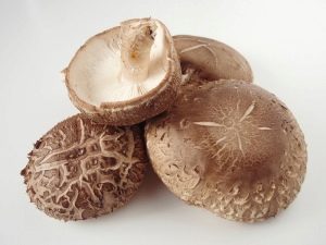  Shiitake svampar