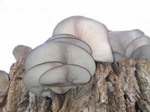  Lumalagong mga mushroom ng talaba