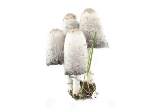  Crotte de champignons
