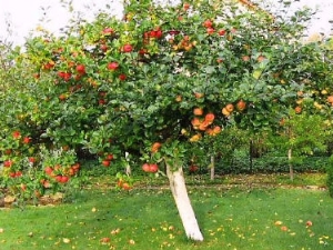 كيف تزرع شجرة تفاح 50 صورة عندما تزهر الشجرة وتزرع الشتلات وتعتني