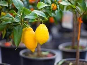 شجرة الليمون 87 صورة كيفية زراعة الليمون في المنزل ورعاية النباتات الداخلية