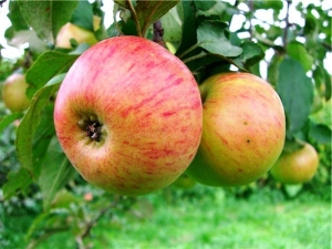 شجرة التفاح Medunitsa 28 صور وصف لأشجار التفاح متنوعة والغلال وارتفاع الأشجار واختيار الملقحات واستعراض الحدائق