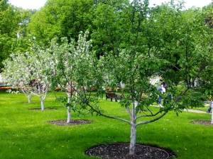 كيفية نشر شجرة التفاح كيف تنمو من قصاصات خضراء وطبقات هواء في