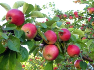 لماذا لا تثمر شجرة التفاح 27 صورة ماذا تفعل إذا لم تتفتح الشجرة ولم تكن هناك تفاحات على الإطلاق هذا العام والأسباب